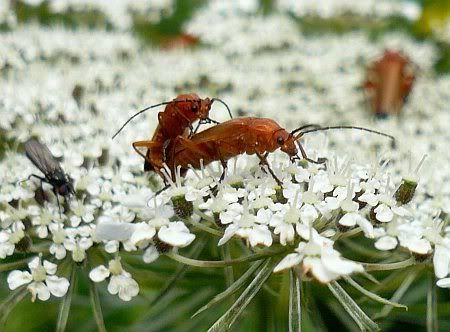 Insects on Flower near Kripp