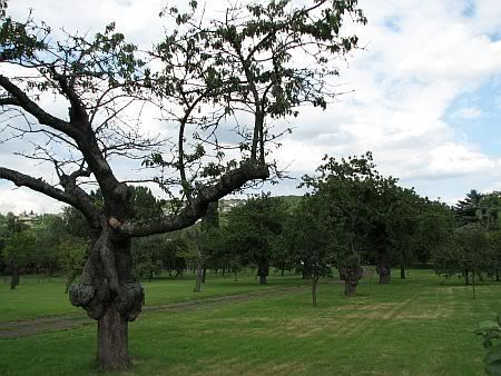 Fruit Trees near Kripp