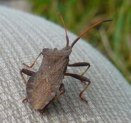 Bug near Homborn