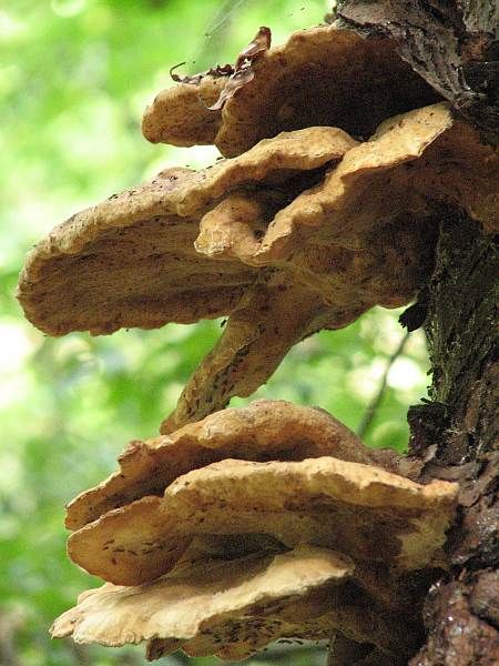 Tree Mushrooms Homborn