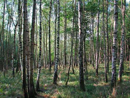 Birch Forest east of Leubsdorf photo 18-Birkenwald_NE_Hubertushof_zpsjii73fkf.jpg