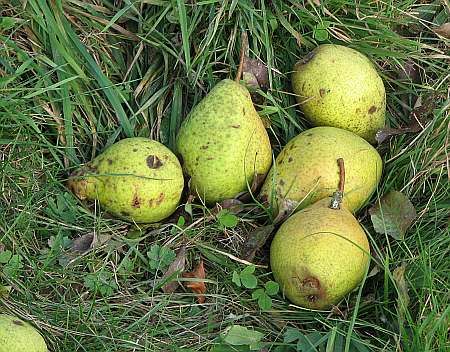 Pears near Hubertushof photo 21-Birnen_E_Hubertushof_zps0b3dd172.jpg
