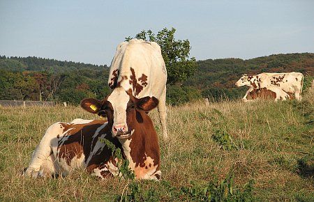 Cattle near Ronig photo 24-Rinder_nahe_Ronig_zpsr4vxbkaj.jpg