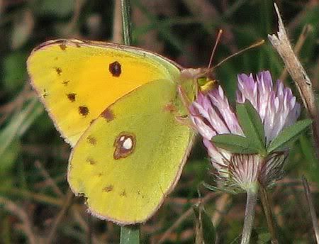 Butterfly east of Leubsdorf