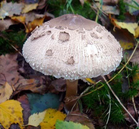 Parasol Mushroom east of Leubsdorf