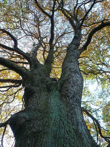 Chestnut Tree east of Linz