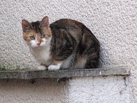 Cat Leubsdorf