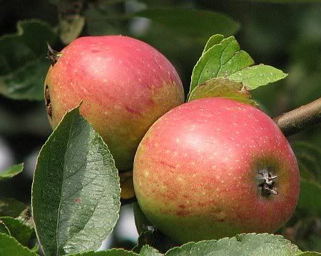 Apples Sinzig