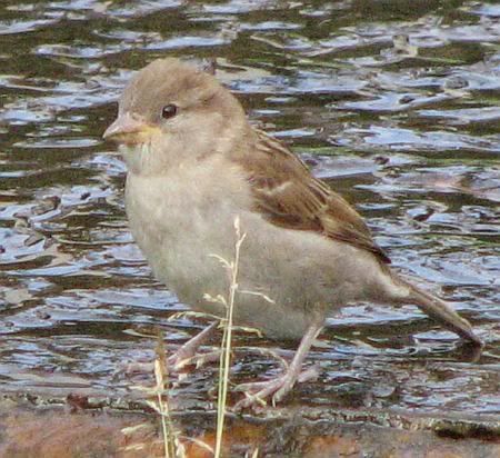 Sparrow in Leubsdorf