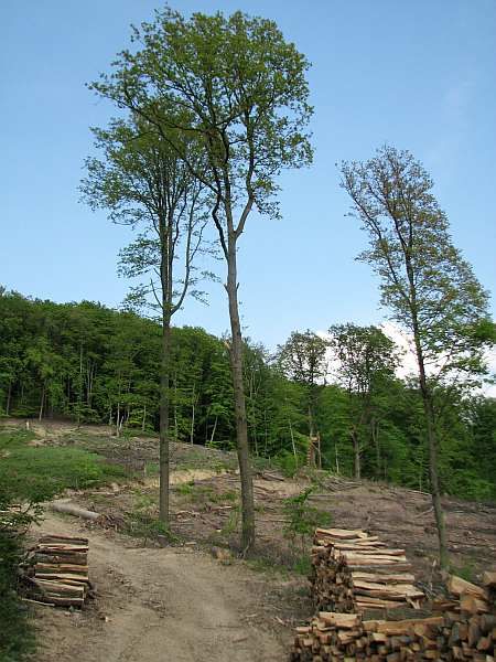 Destroyed Forest south of Ruin Rennenberg