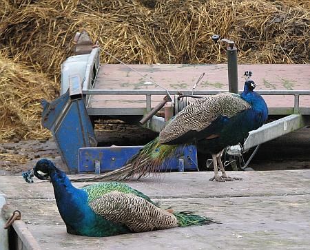 Peacocks at Gammersbacher Muehle