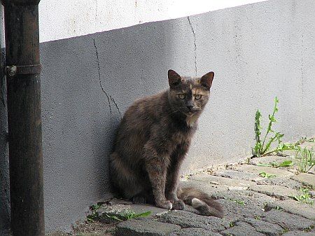 Cat Thuer photo 003-Cat_Thuer_zpsab65384d.jpg
