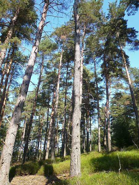 Forest at Loshardt Kall