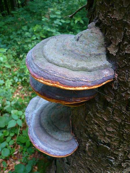 Tree Fungi Urft Valley