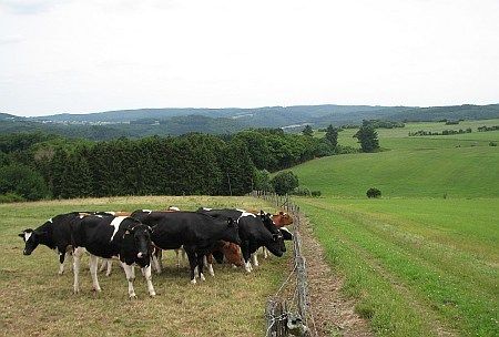 Cattle near Vulkanhof photo 39-Landschaft_N_Vulkanhof_zpsua3vnal4.jpg