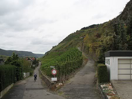 Vineyard Leutesdorf