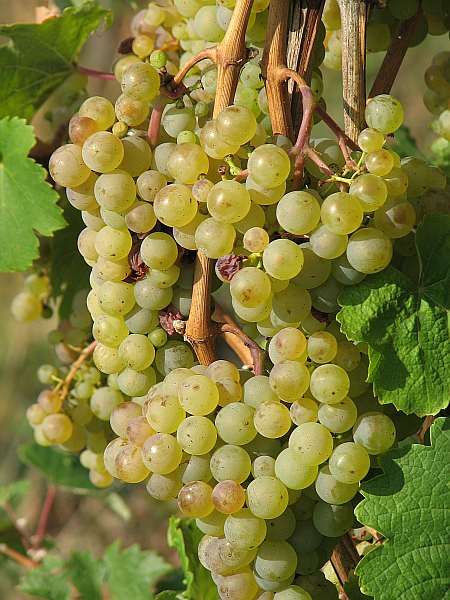 Grapes near Hubertushof