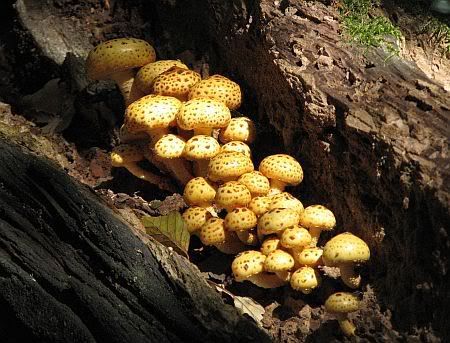 Tree Fungus Leutesdorf
