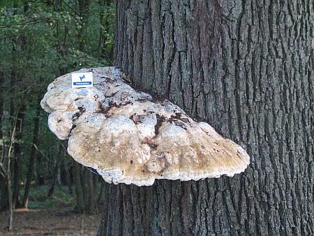 Tree Fungus northeast of Leutesdorf photo 39-Baumpilz_Wald_NW_Jakobshof_zpszyqejjam.jpg