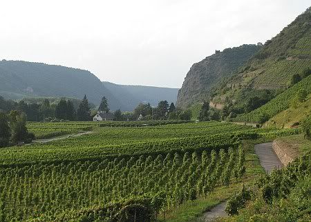 Rhine Valley near Leutesdorf