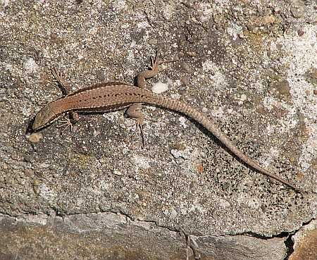 Lizard near Hubertushof