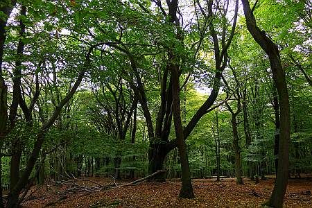 Forest  near Forsthof