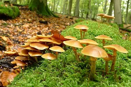 Mushrooms near Forsthof