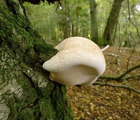Mushroom near Forsthof