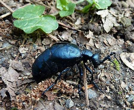 Beetle Altwied
