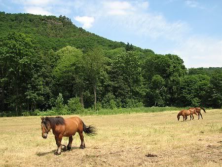 Horses near Brueck