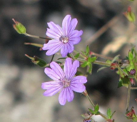 Flower near Mariawald