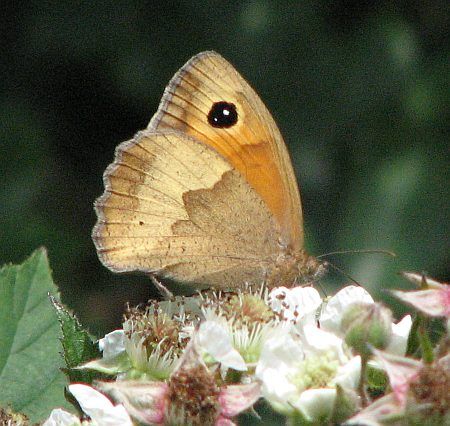 Butterfly Odenbach Valley