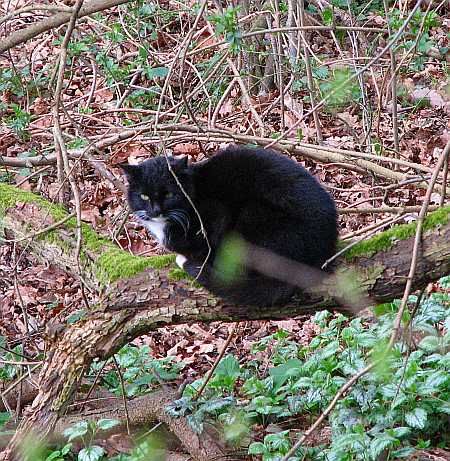 Cat north of Abenden photo 19b-Waldkatze_S_Brueck_zpsf1e75b25.jpg