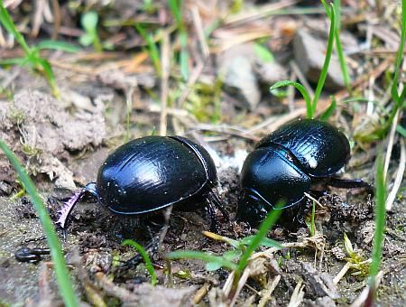 Beetles in the Woods west of Abenden