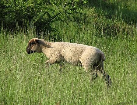 Sheep Macherbachtal