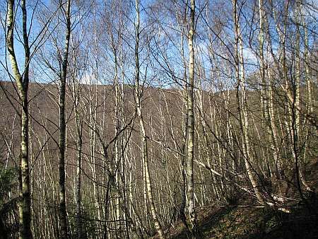 Birch Forest near Nideggen photo 37-Birkenwald_Laacher_Berg_zpsa28c853b.jpg