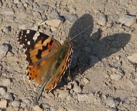 Butterfly Macherbachtal