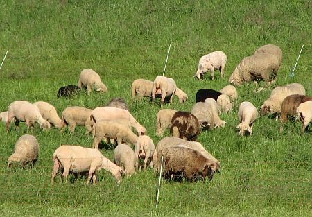 Sheeps near Blens