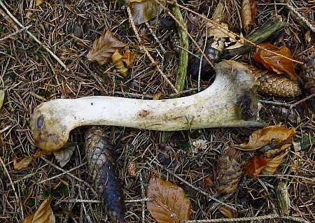 Bone west of Abenden photo 895-Knochen_Wald_W_Blens_zpsfa8faff6.jpg