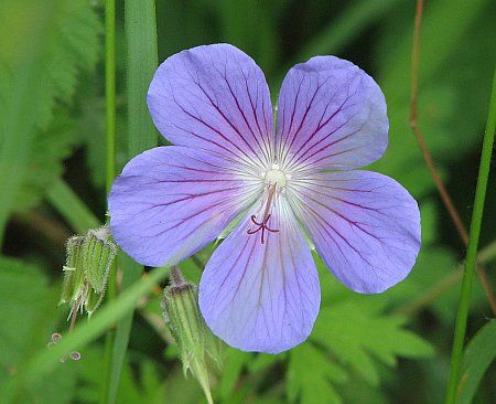 Flower near Rittberg photo 05-Blaue_Blume_S_Rittberg_zps29c99bd8.jpg