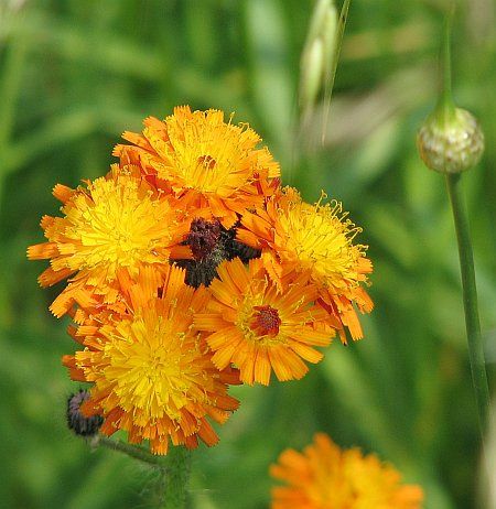 Flower near Rittberg photo 08-Orangegelbe_Blumen_S_Rittberg_zps6a8b1cd1.jpg