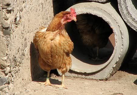 Chicken in Boddert