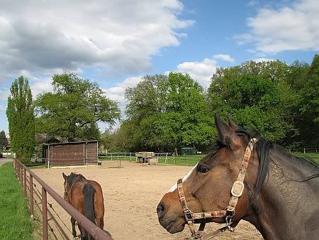 Horses near Miel