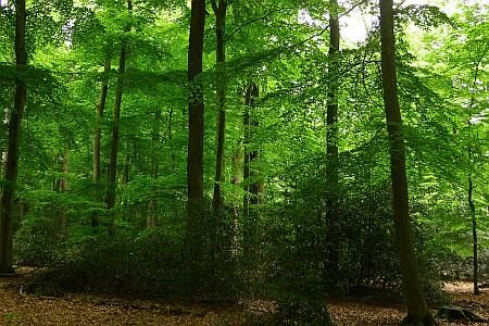 Schornbusch Forest photo 57h-Forst_Schornbusch_zps8f3ad1f9.jpg