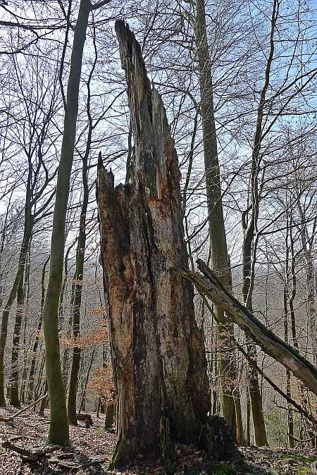 Tree Ruin Castle Herrnstein