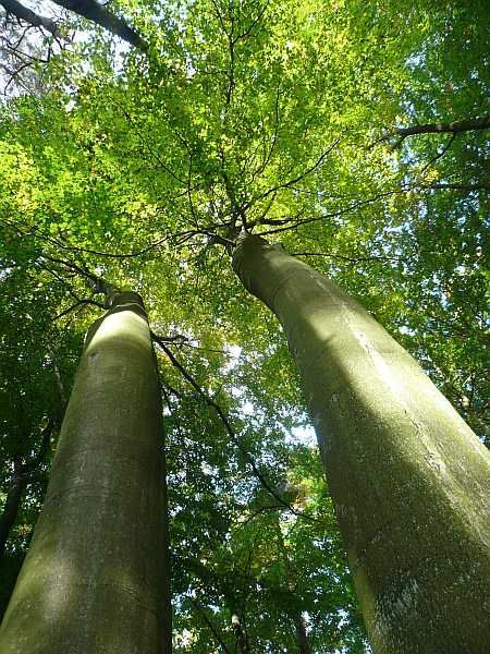 Beechs Bechlinger Heide