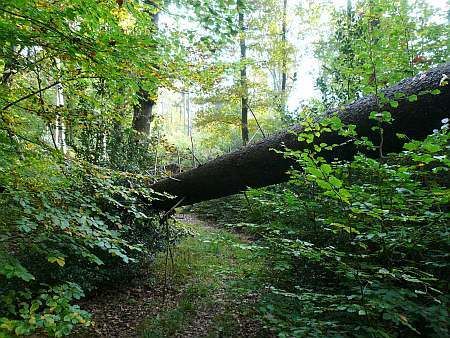 Fallen Pine Bechlinger Heide