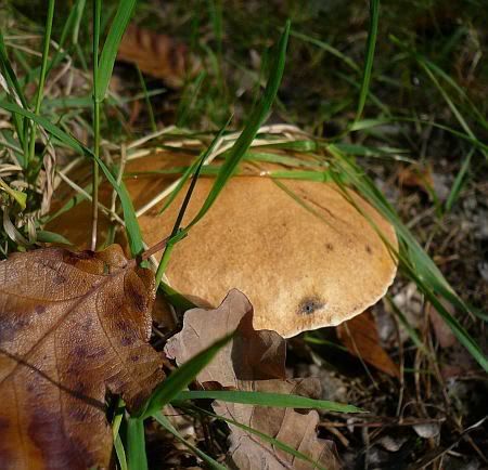 Kuhpilz Bechlinger Heide