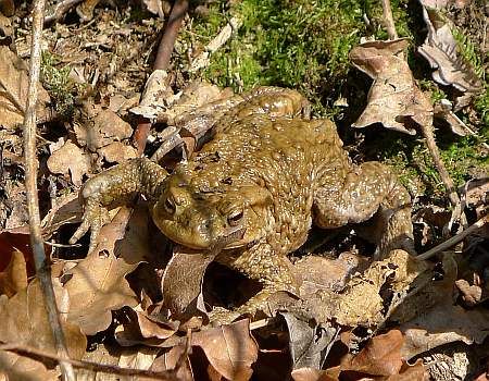 Toads  Eidenbach Valley