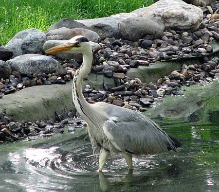 Siegburg Heron